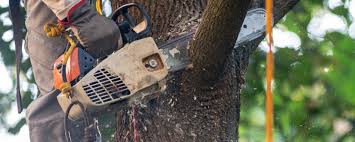 Trusted Murrysville, PA Tree Care Experts