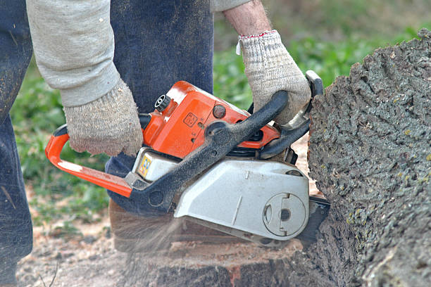 Best Hazardous Tree Removal  in Murrysville, PA