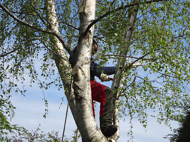 Best Fruit Tree Pruning  in Murrysville, PA