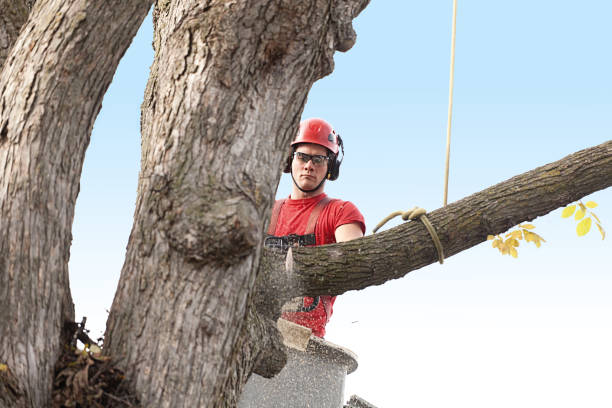 Best Firewood Processing and Delivery  in Murrysville, PA